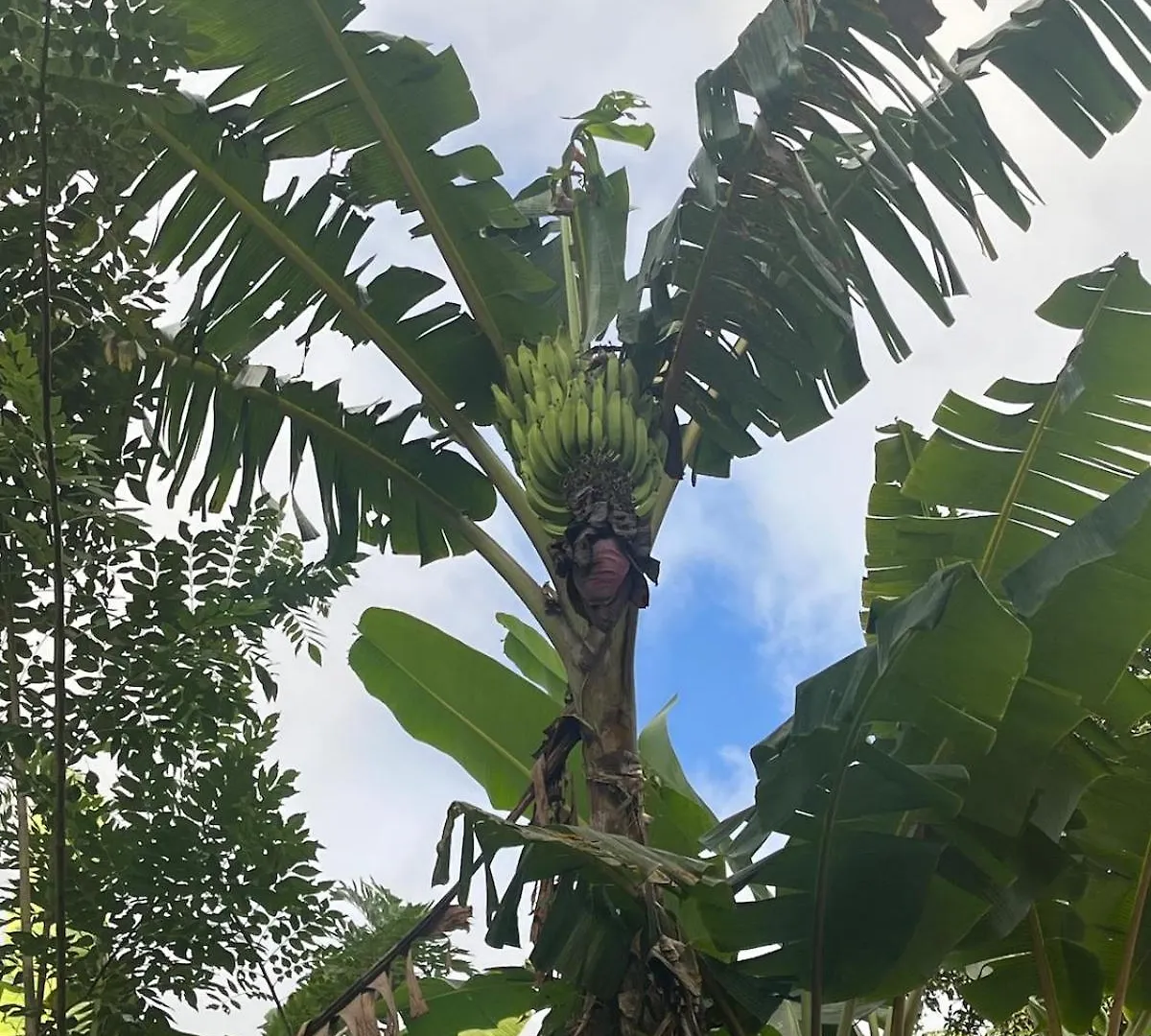 Ti Anglete Villa Soufrière